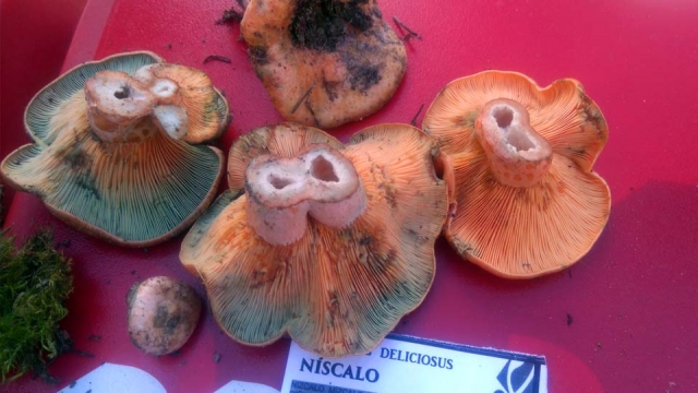 Micología en Cuenca
